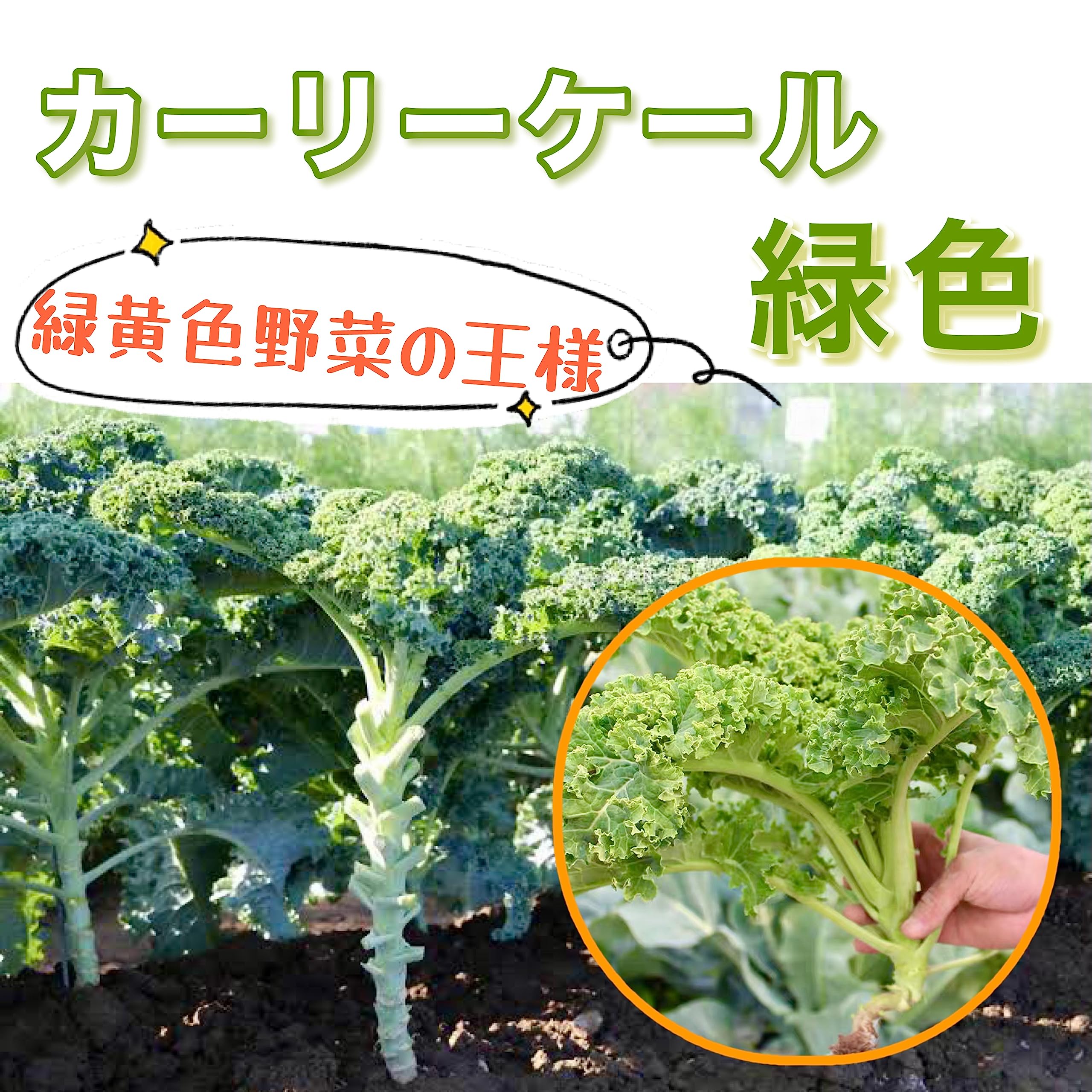 Amazon.co.jp: ウクレレ園芸SHOP カーリーケール 2種類Mix種子0.2㎖330